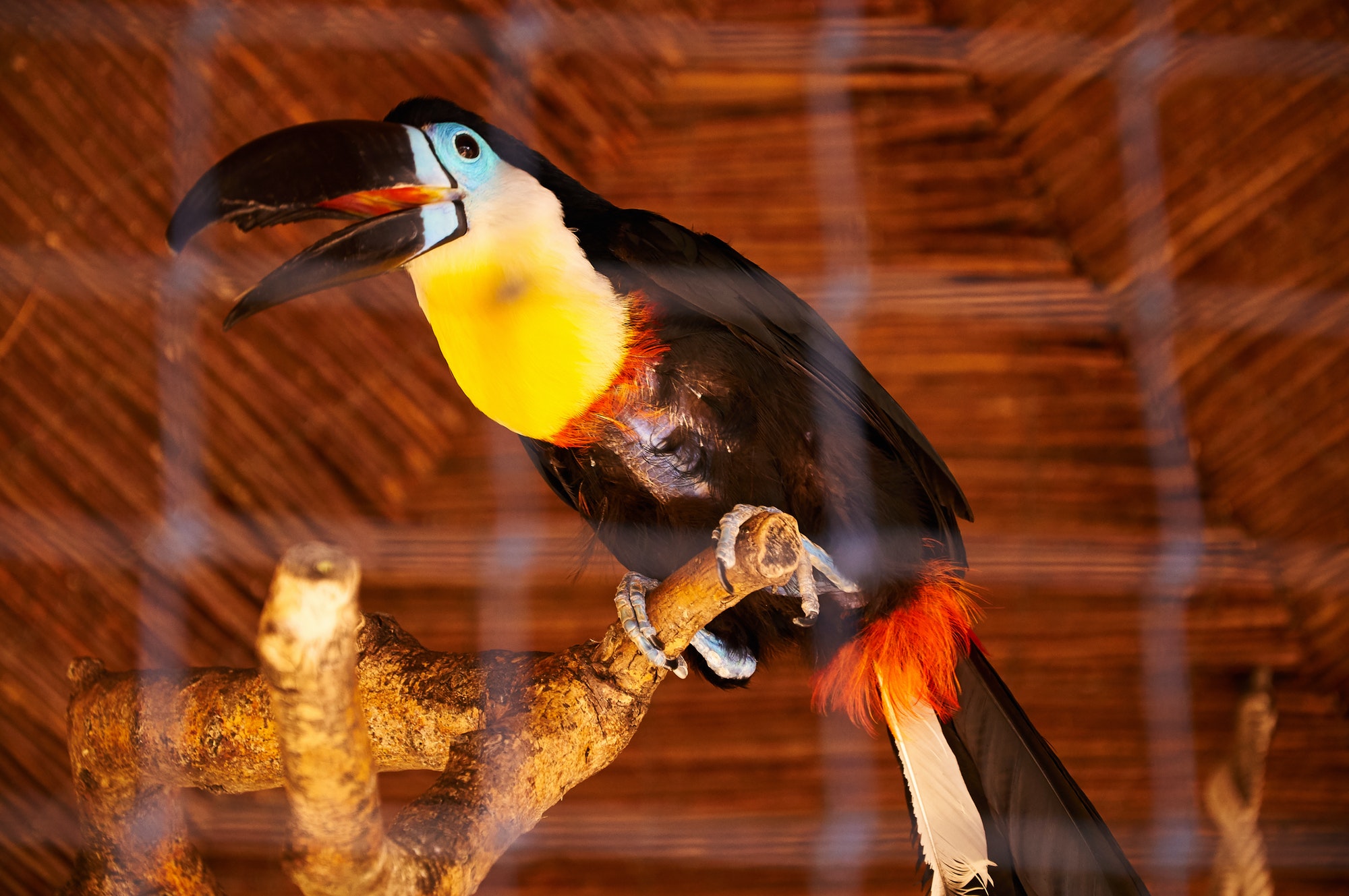 beautiful-toucan-in-captivity-1.jpg