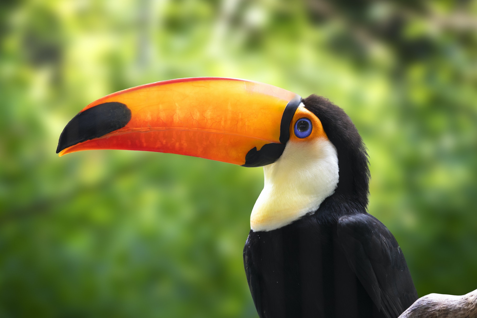 colorful-toucan-portrait-1.jpg