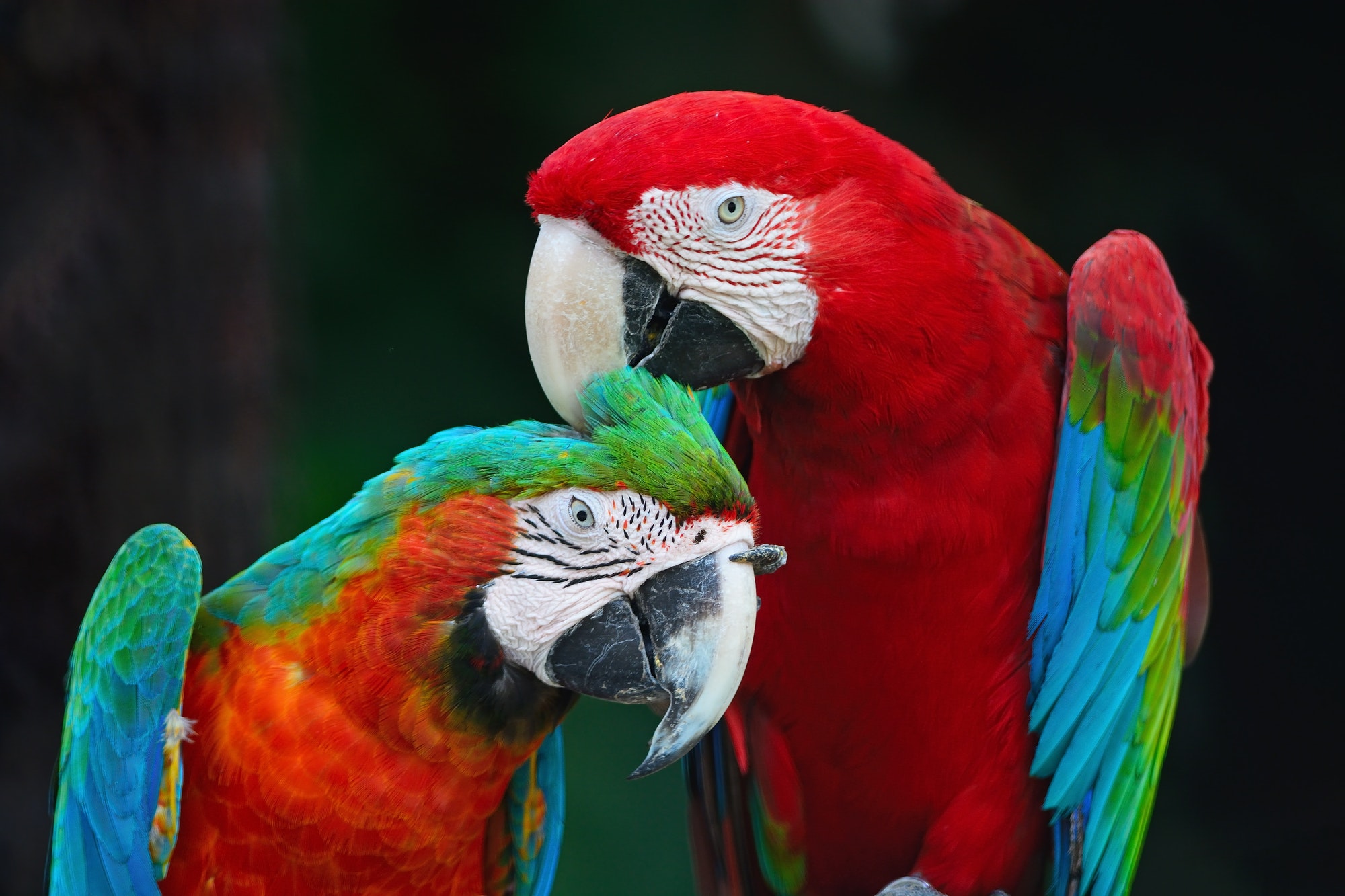 greenwinged-macaw-and-harlequin-macaw-1.jpg