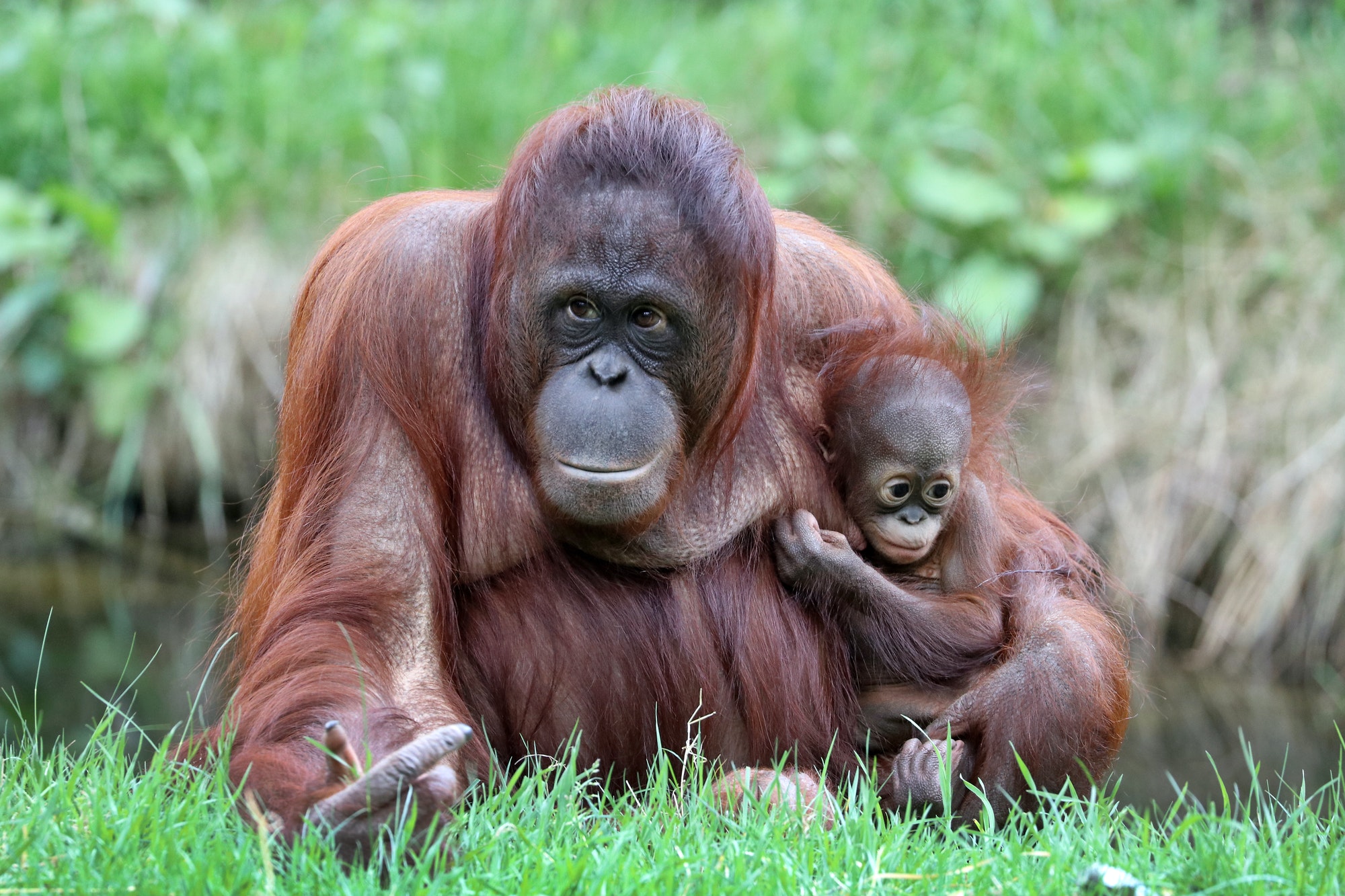 orangutan-mother-with-baby-1.jpg