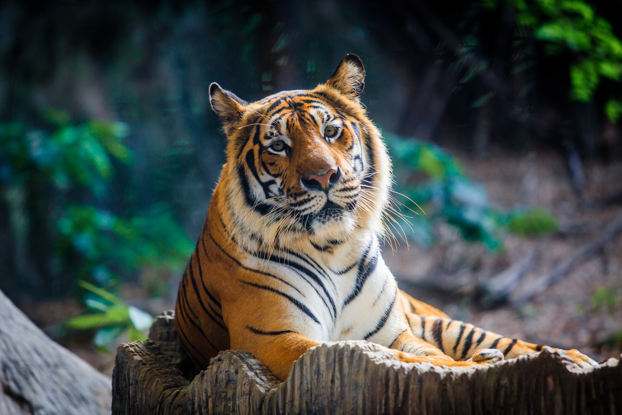 tiger-portrait-of-a-bengal-tiger-a-tiger-sitting-in-a-zoo-1-1-2.jpg